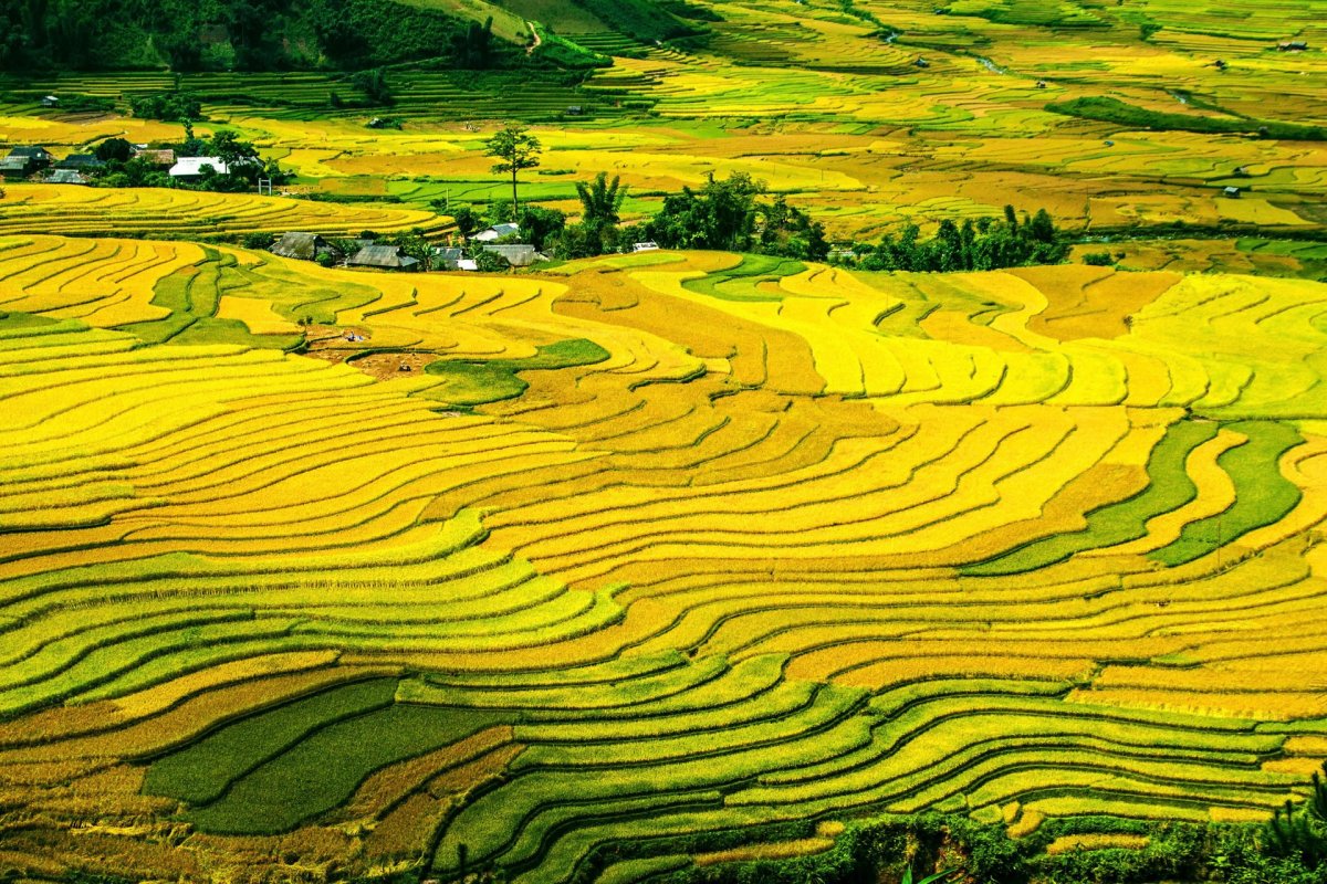 Pictures of colorful rice terraces