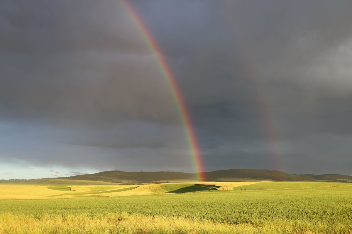 Rainbow pictures in fields