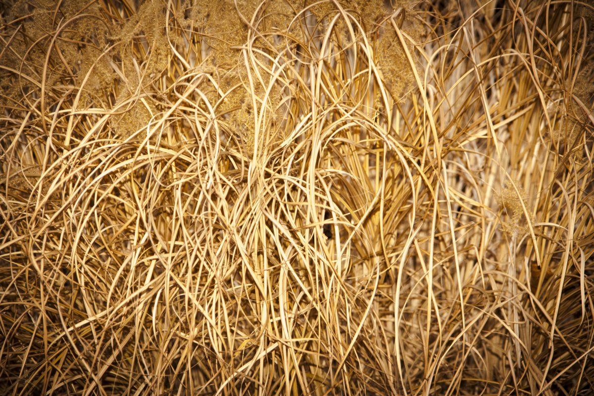 Close-up picture of straw pile