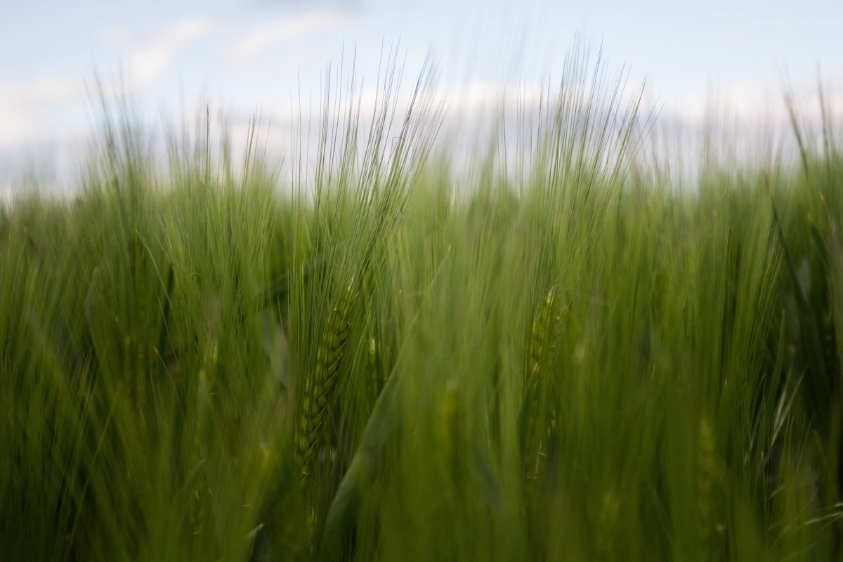 Beautiful pictures of green wheat fields