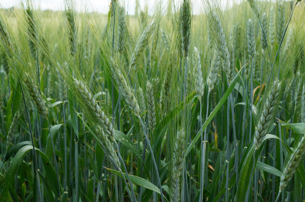 green wheat field pictures