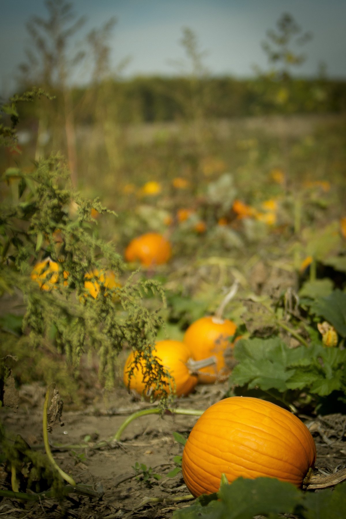 Harvest Pumpkin Patch Pictures