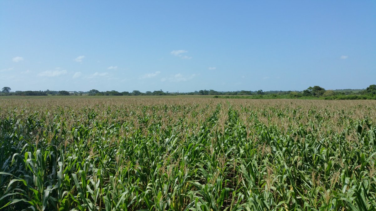 Pictures of cornfield under blue sky