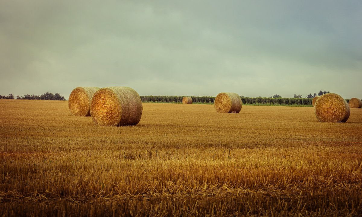 Pictures of haystacks in wheat fields