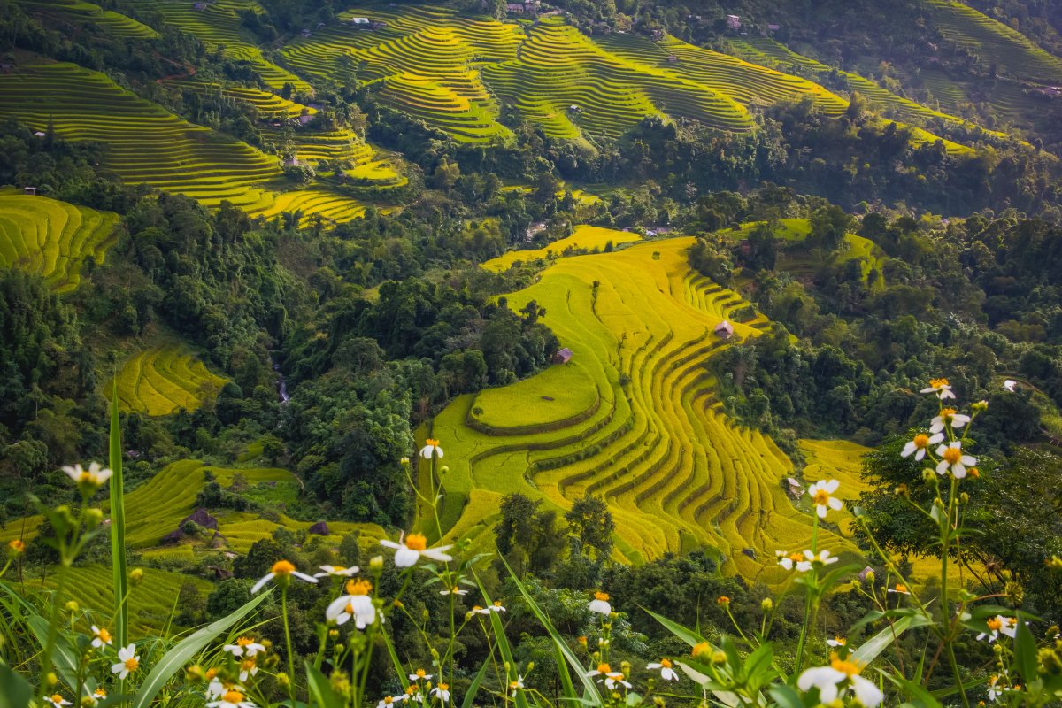 Asia rice terraces landscape pictures