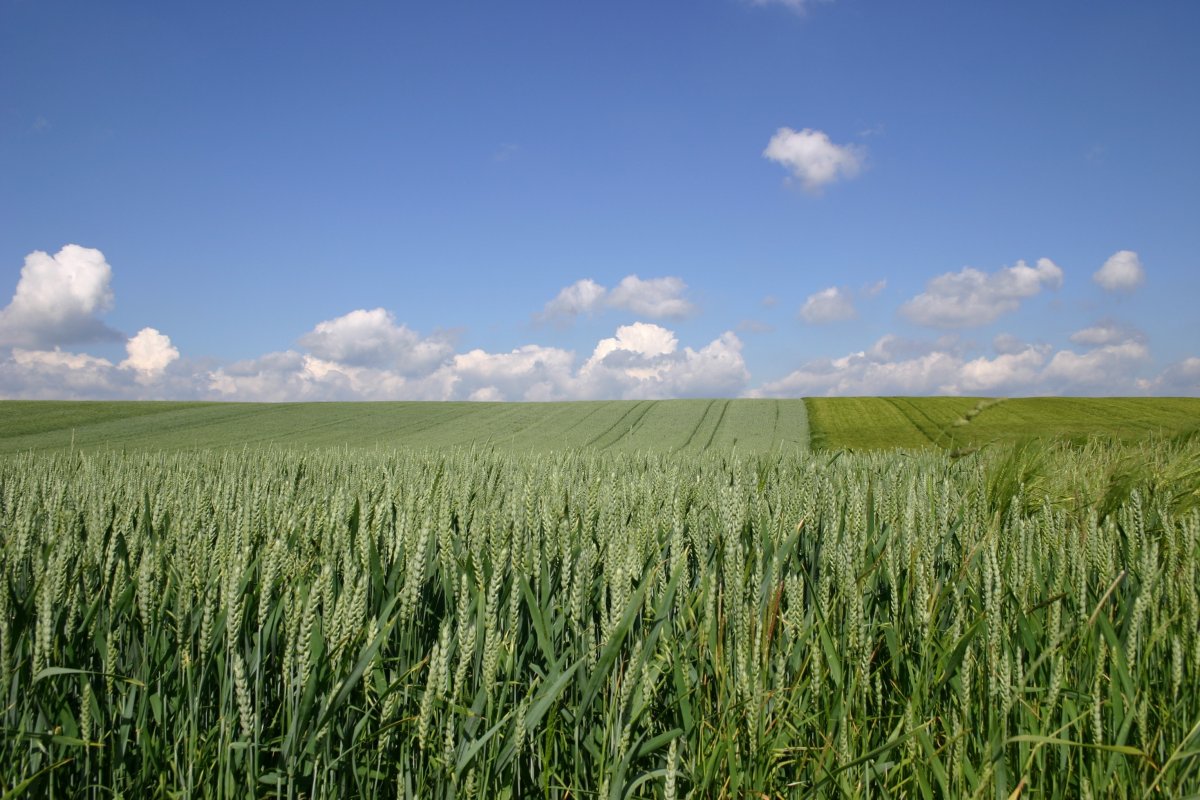 Pictures of green wheat fields under blue sky