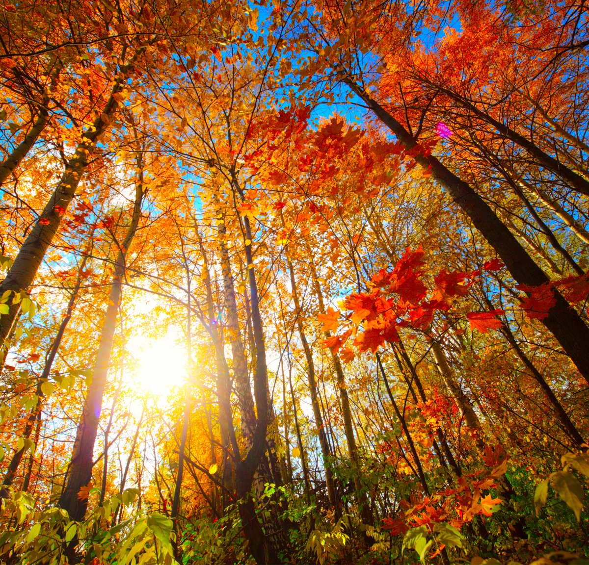 Autumn red maple forest pictures
