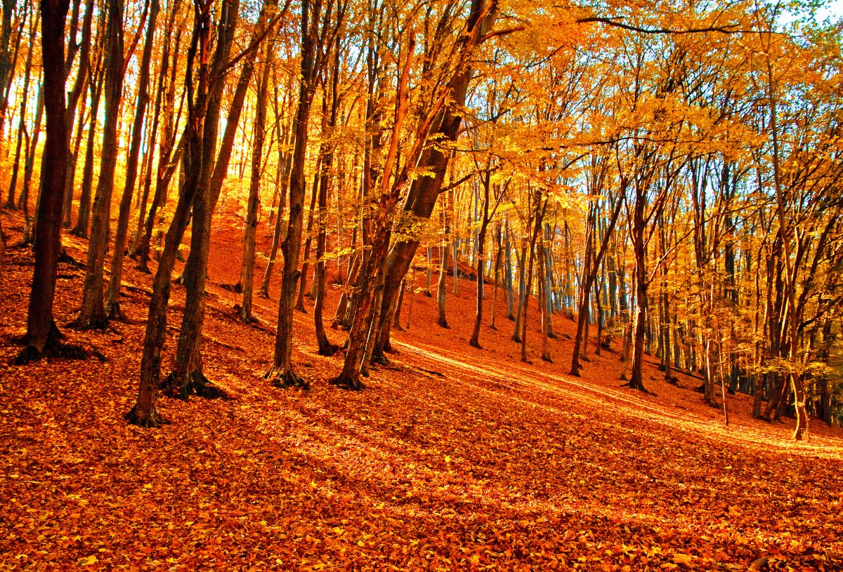 Beautiful autumn maple forest pictures