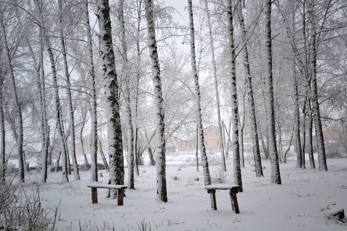 Pictures of birch forest in winter