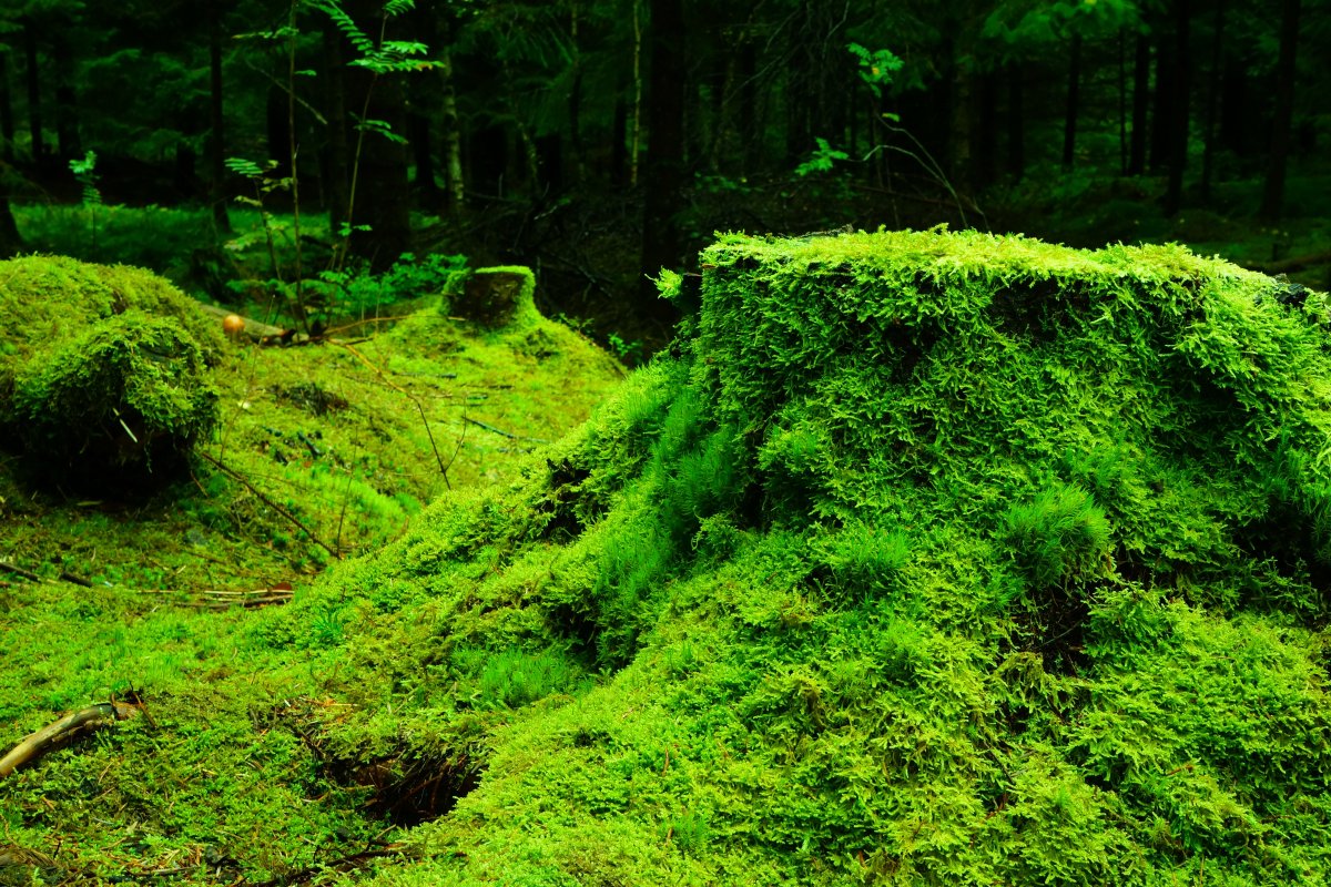 forest moss pictures