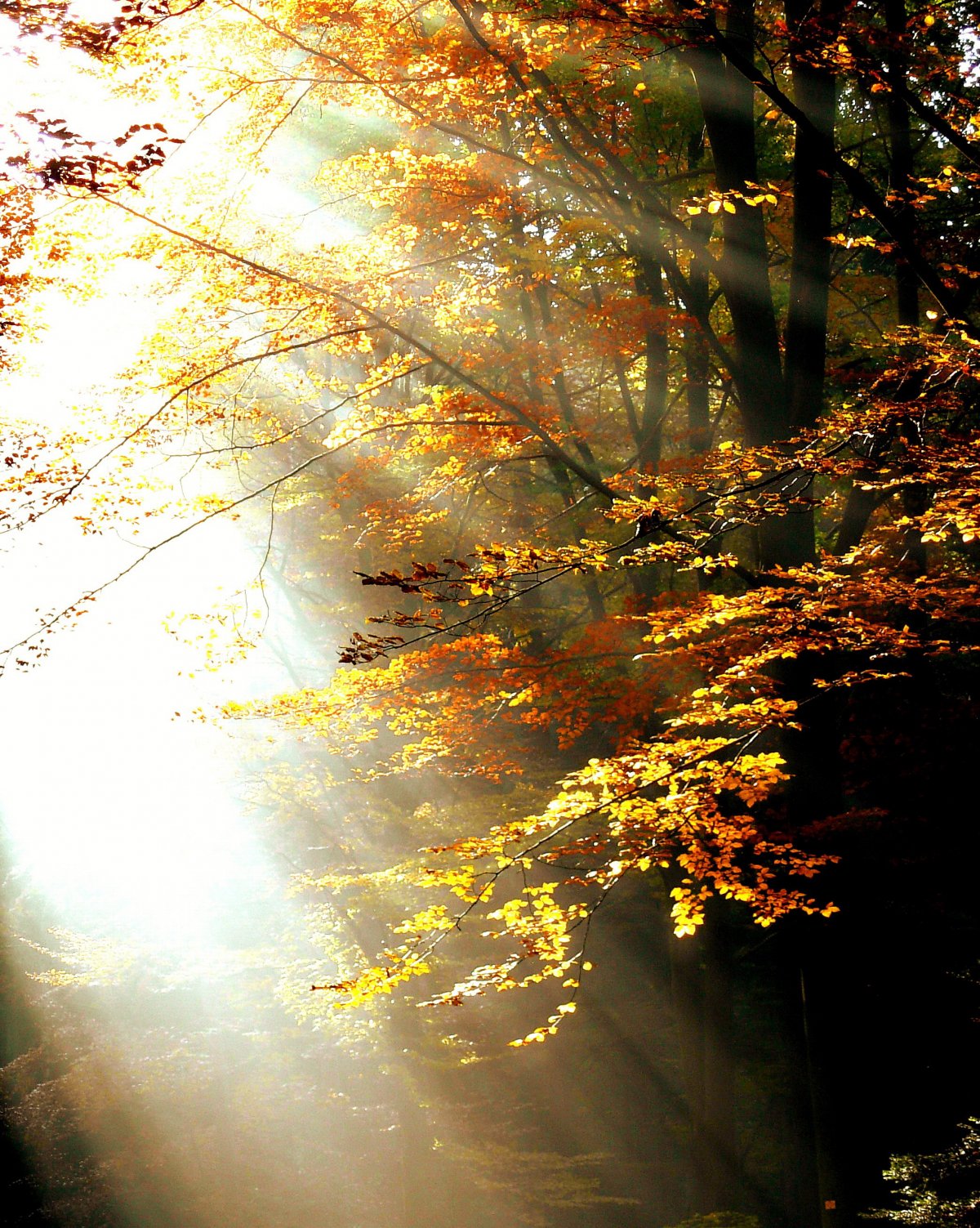 Autumn backlit forest pictures