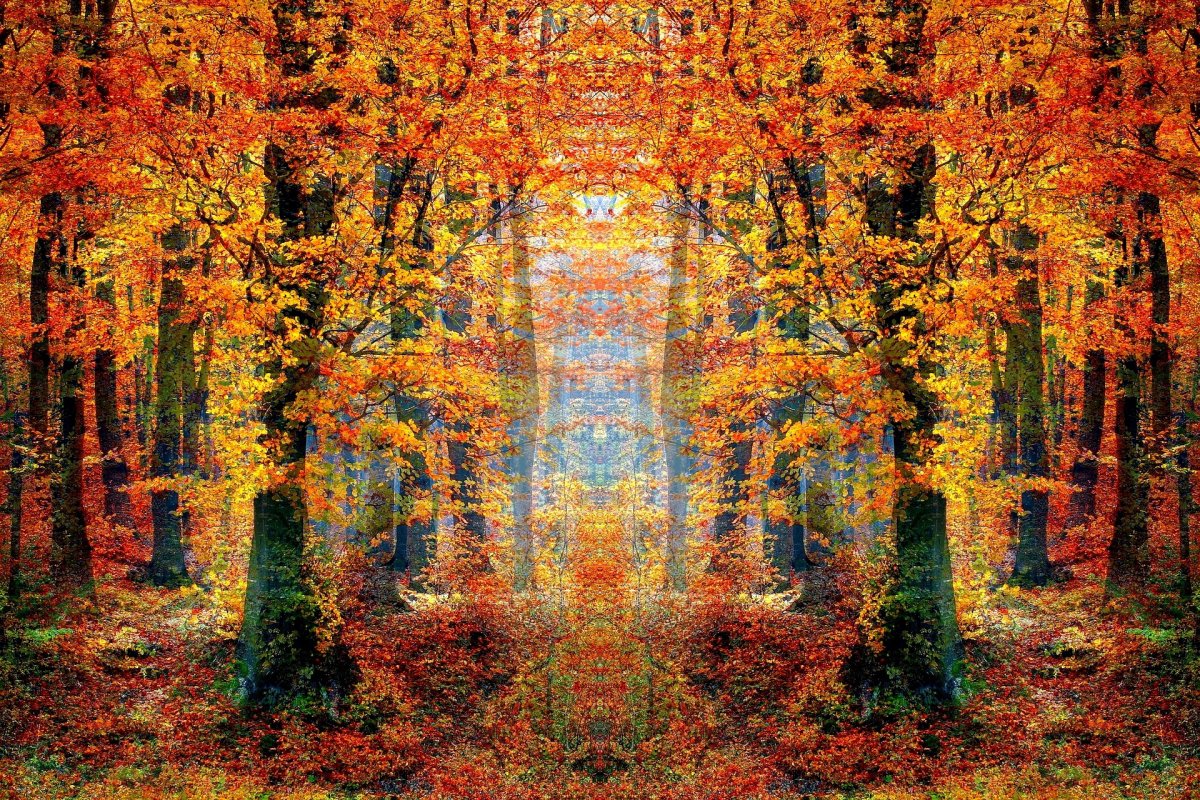 Autumn forest pictures