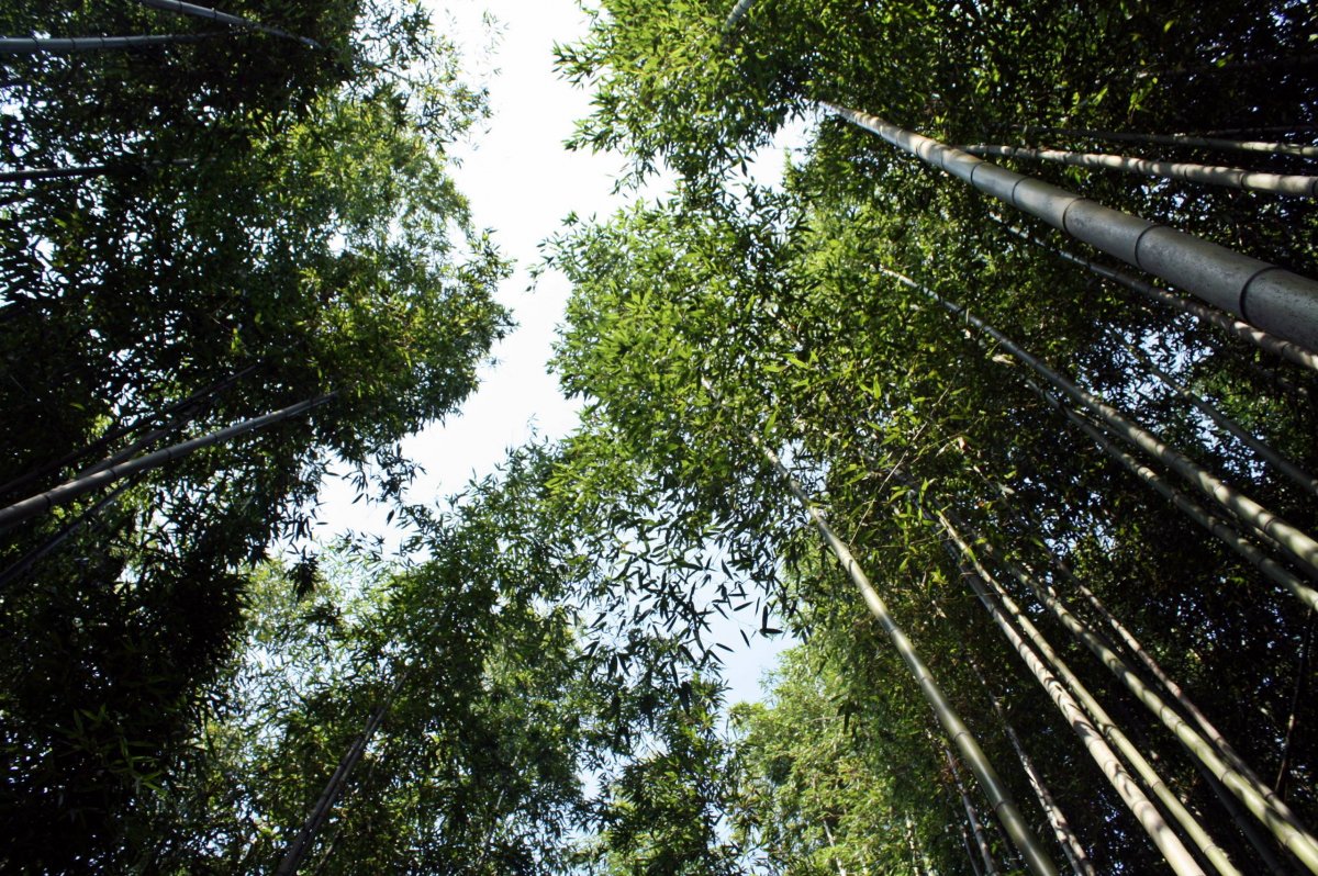 Green bamboo forest pictures