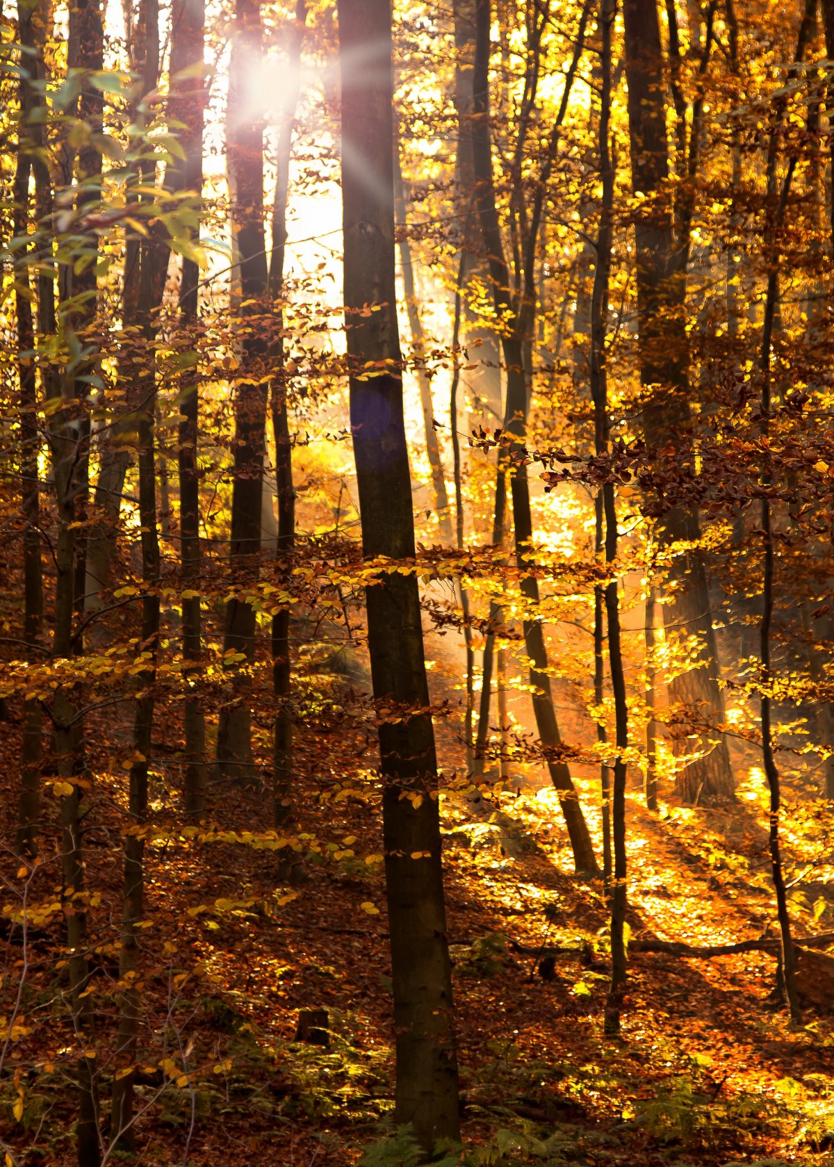 Autumn backlit forest pictures