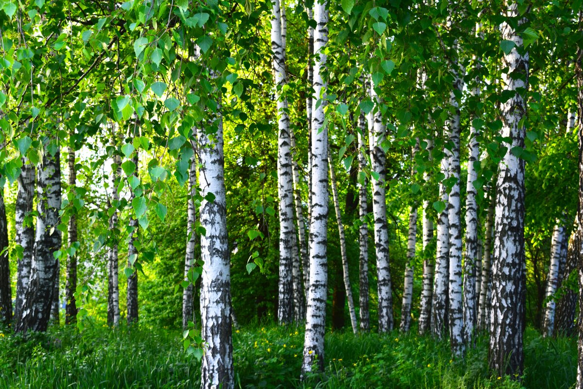 Forest birch pictures