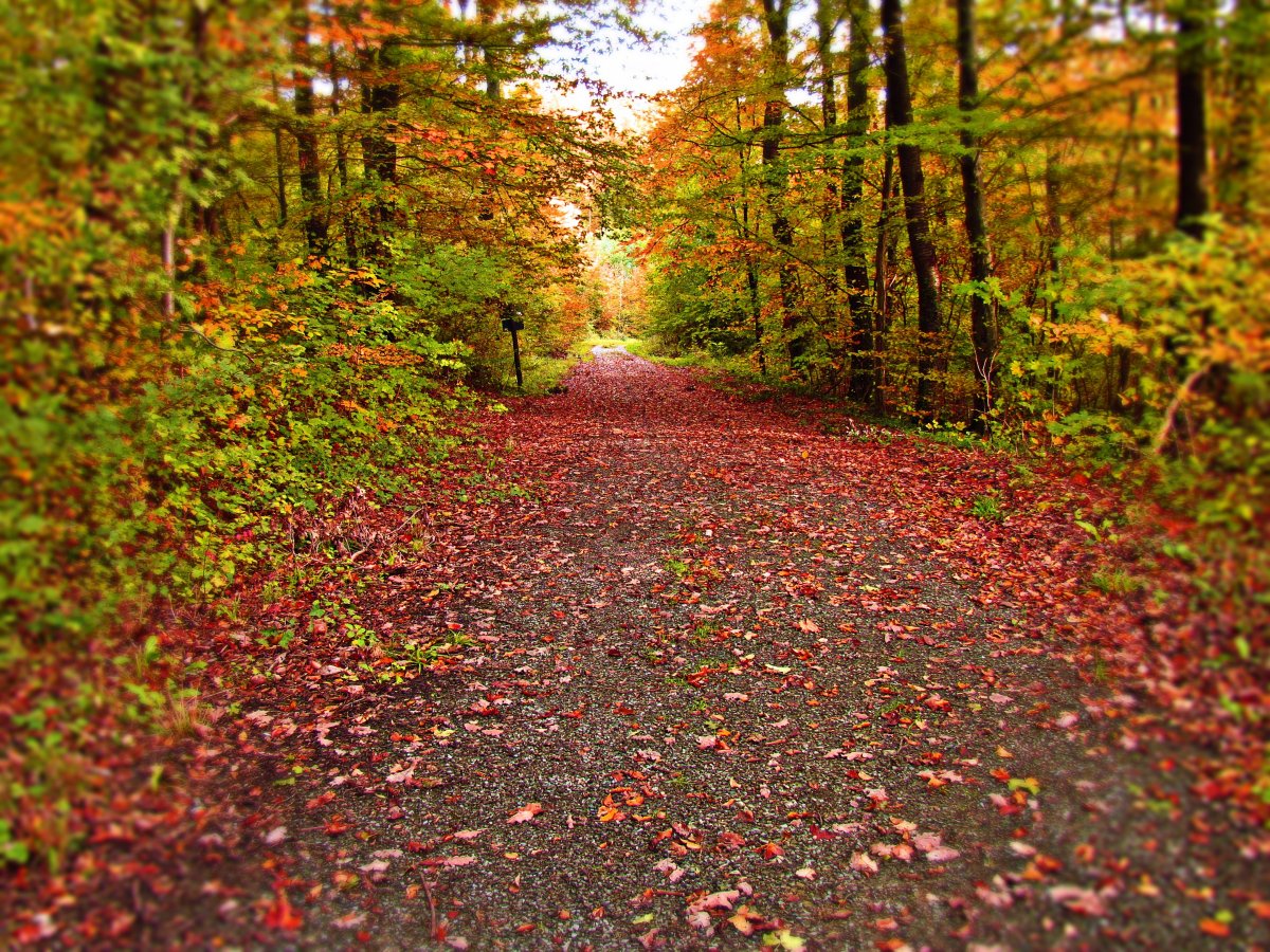 Autumn forest leaves pictures
