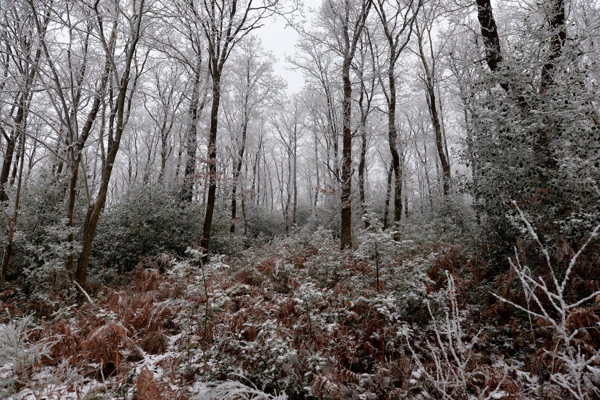 Winter forest scenery pictures