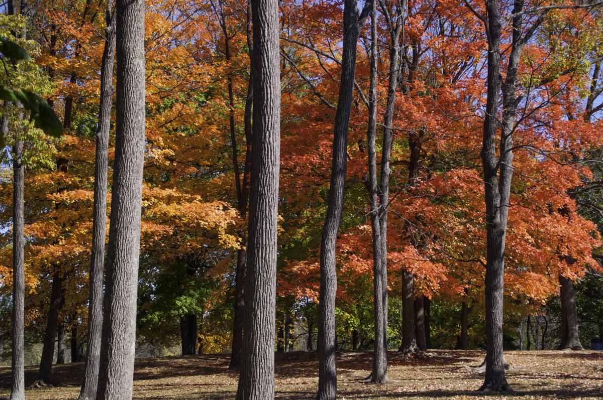 Autumn birch forest landscape pictures