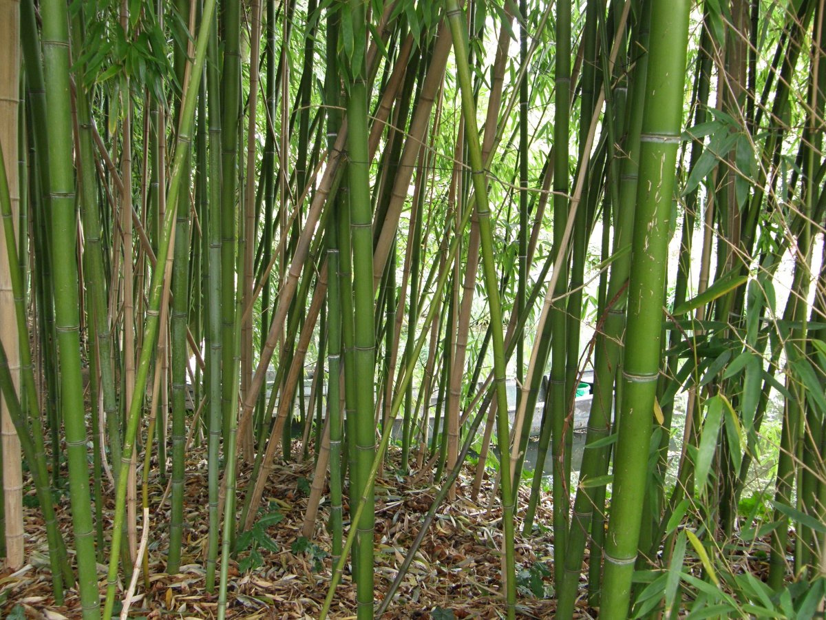Dense bamboo forest pictures