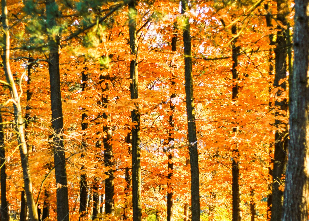Autumn golden woods HD pictures