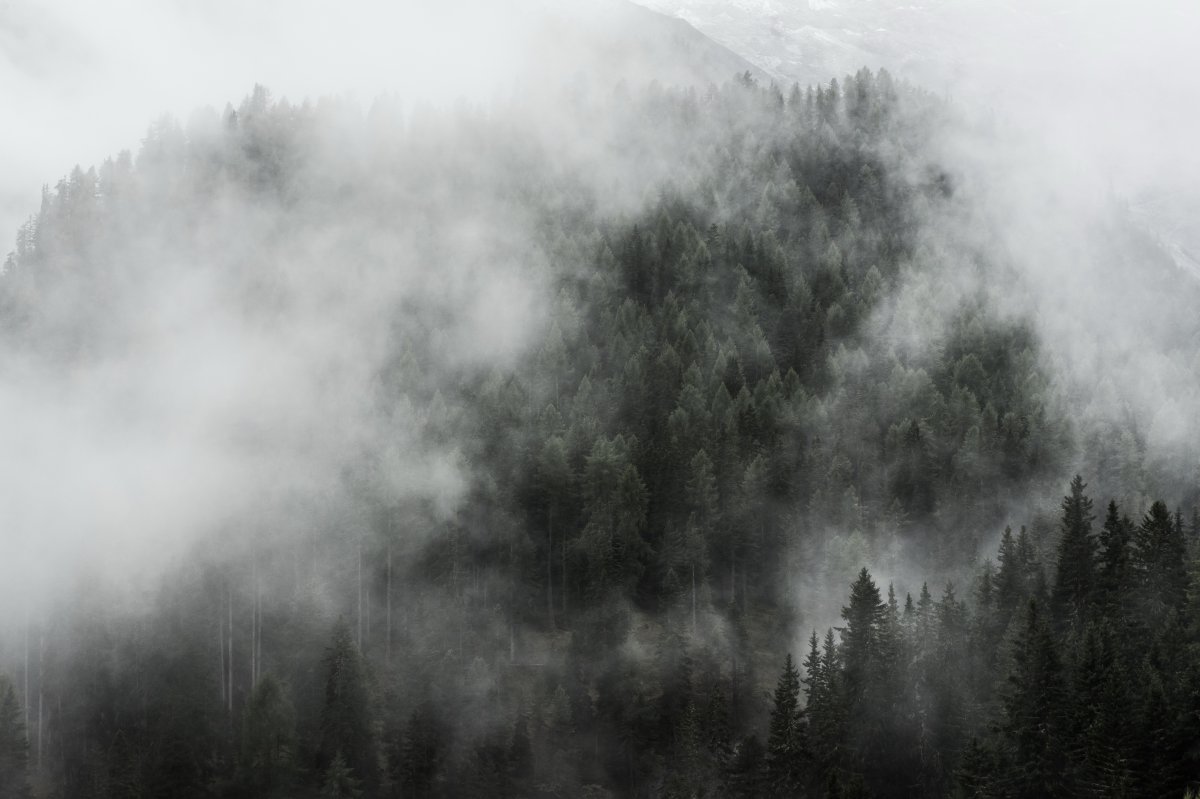Black and white pictures of thick foggy forest