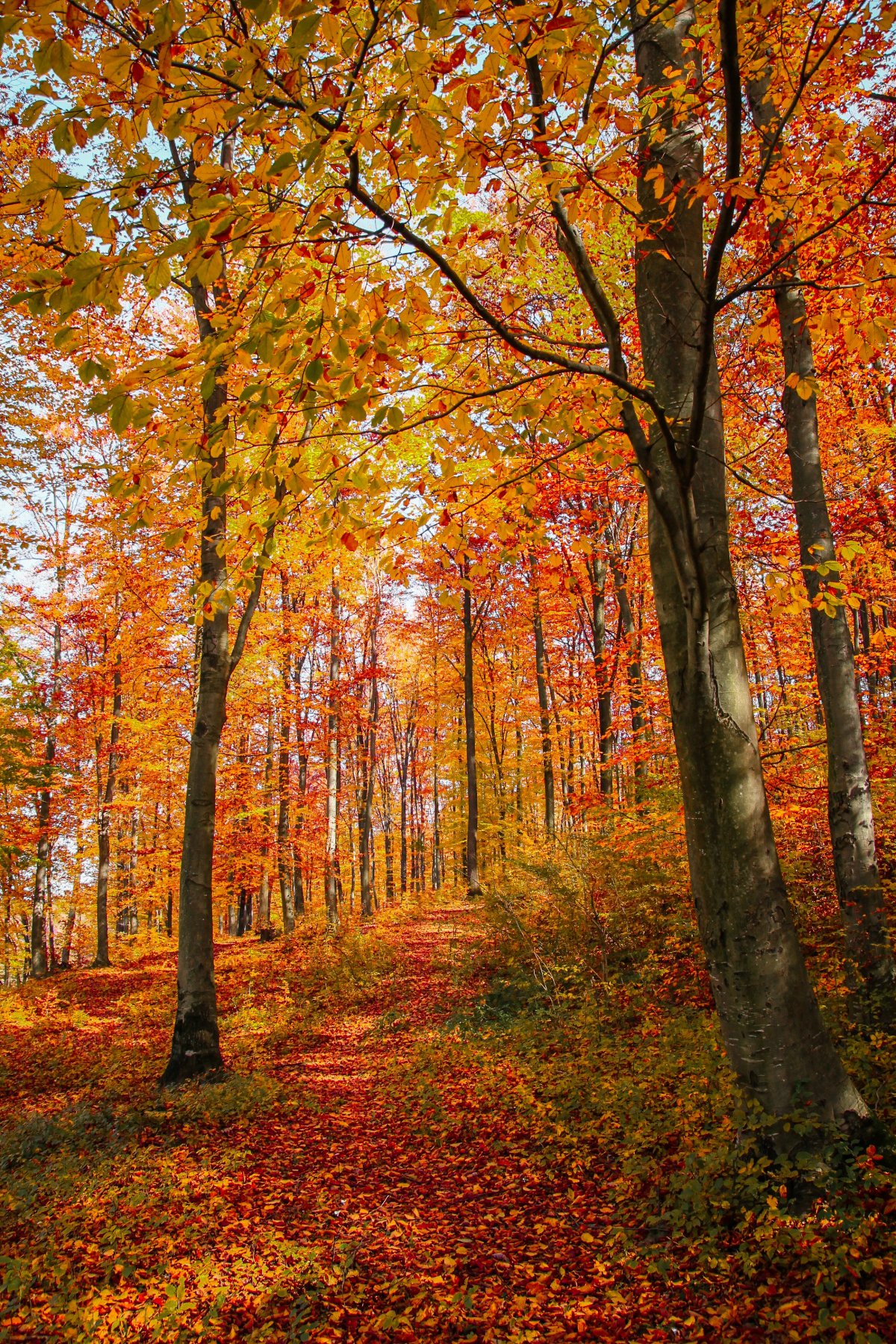Beautiful pictures of maple forest in autumn