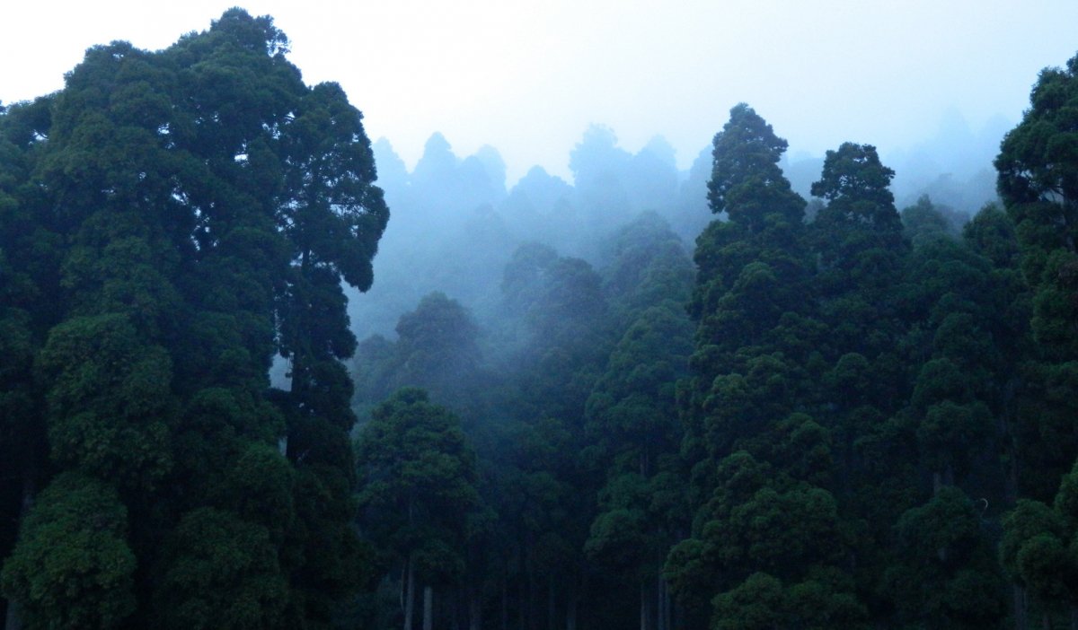 Dense fog forest picture material