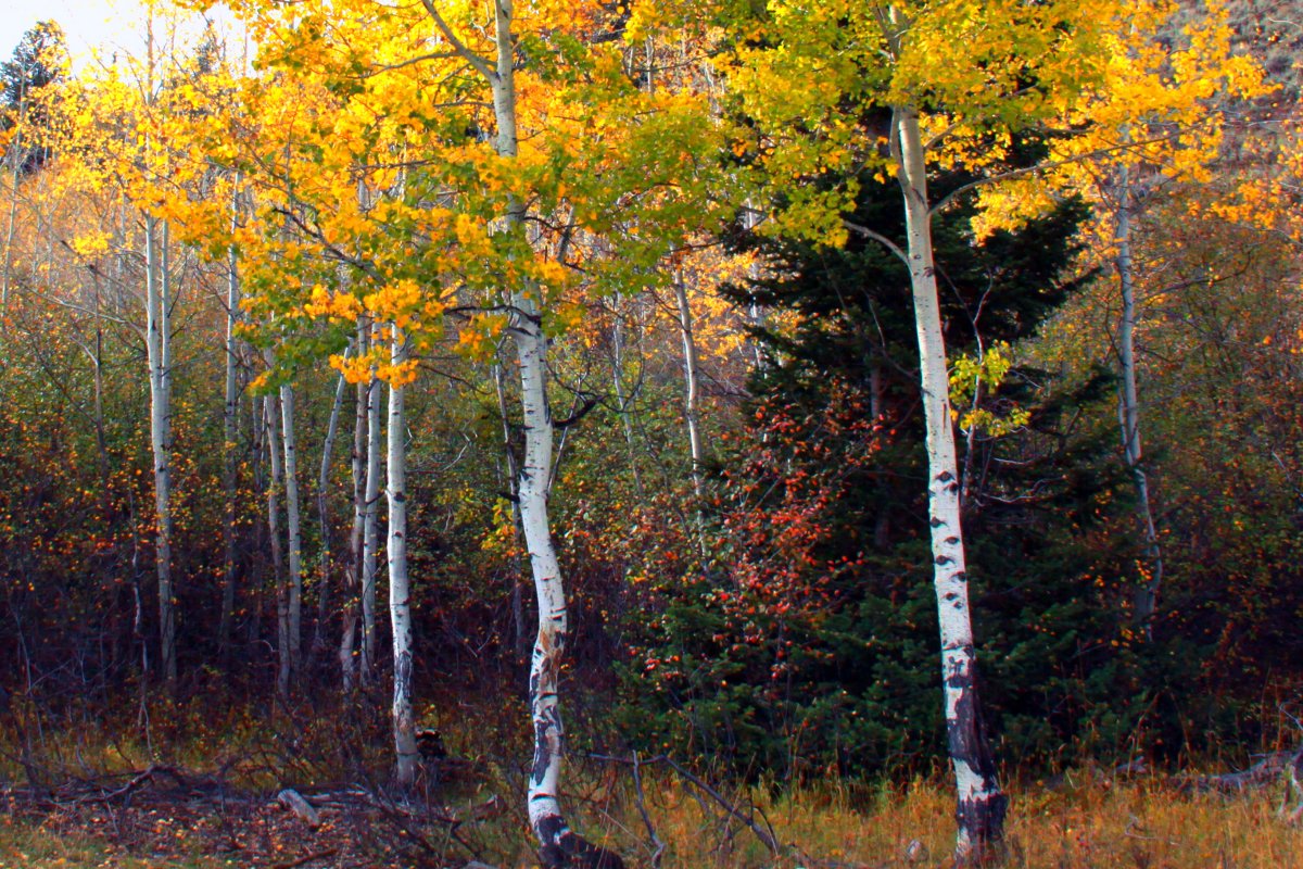 Autumn forest trees landscape pictures