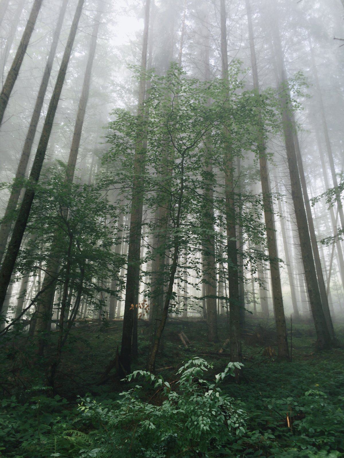Pictures of thick foggy woods