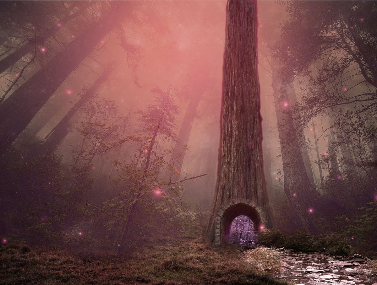Fantasy fairy forest pictures