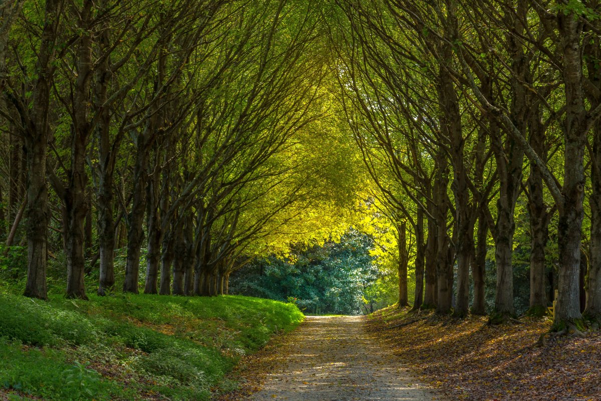green forest road picture