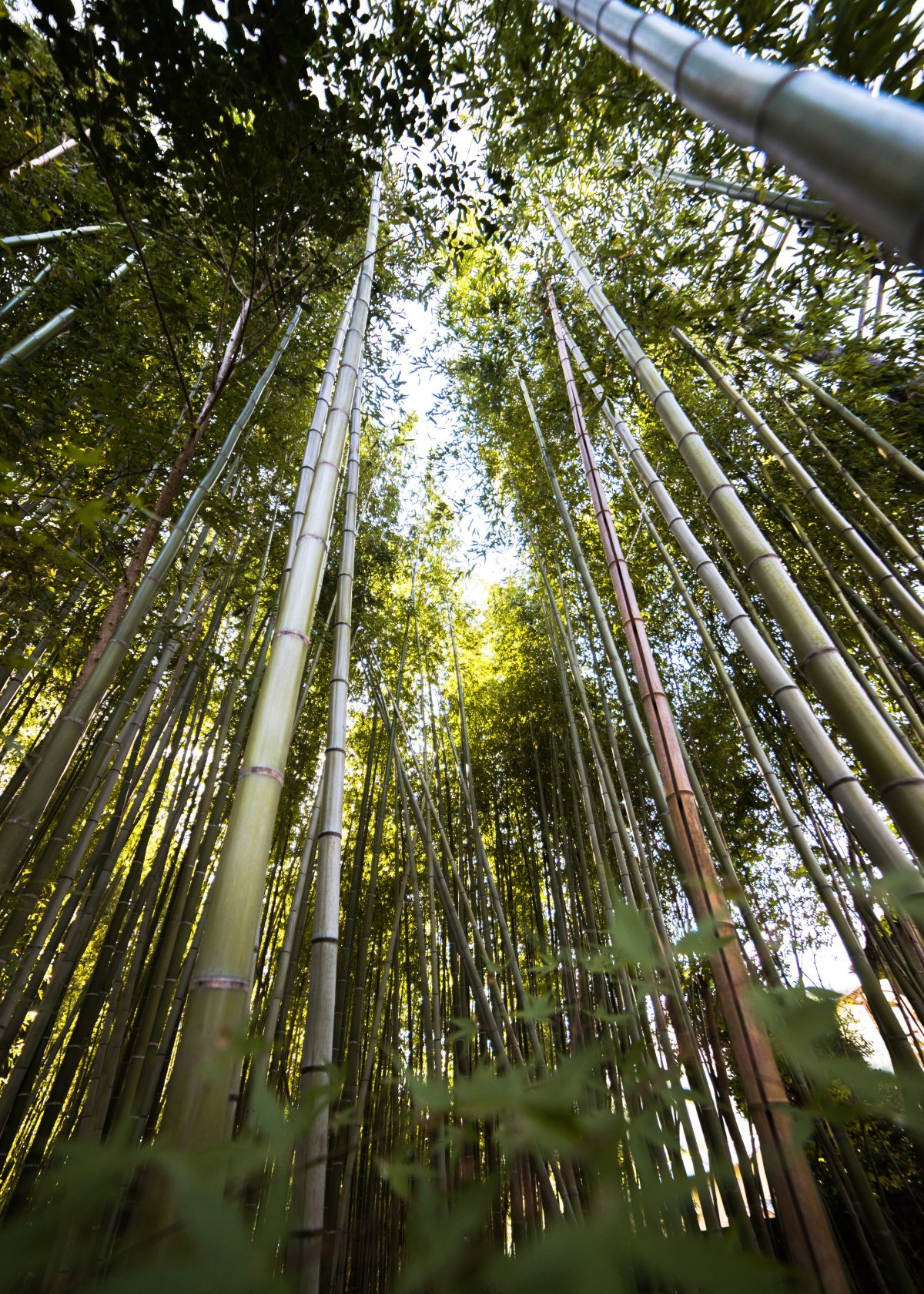 Bamboo forest HD pictures