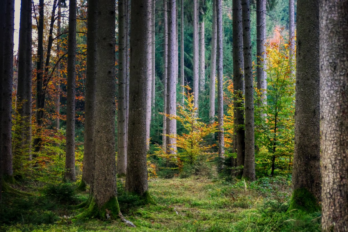 Early autumn forest trees landscape pictures