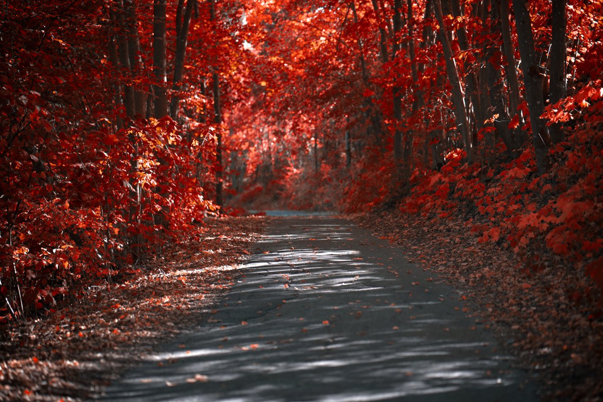 Autumn red forest landscape picture