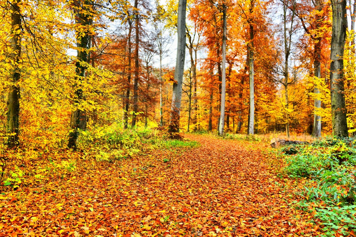 Autumn forest fallen leaves landscape pictures