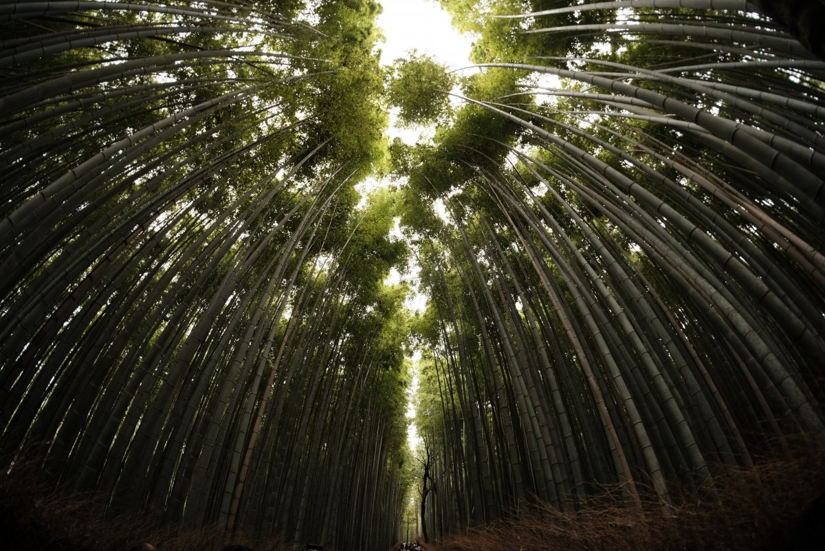 Bamboo Forest Photography Pictures