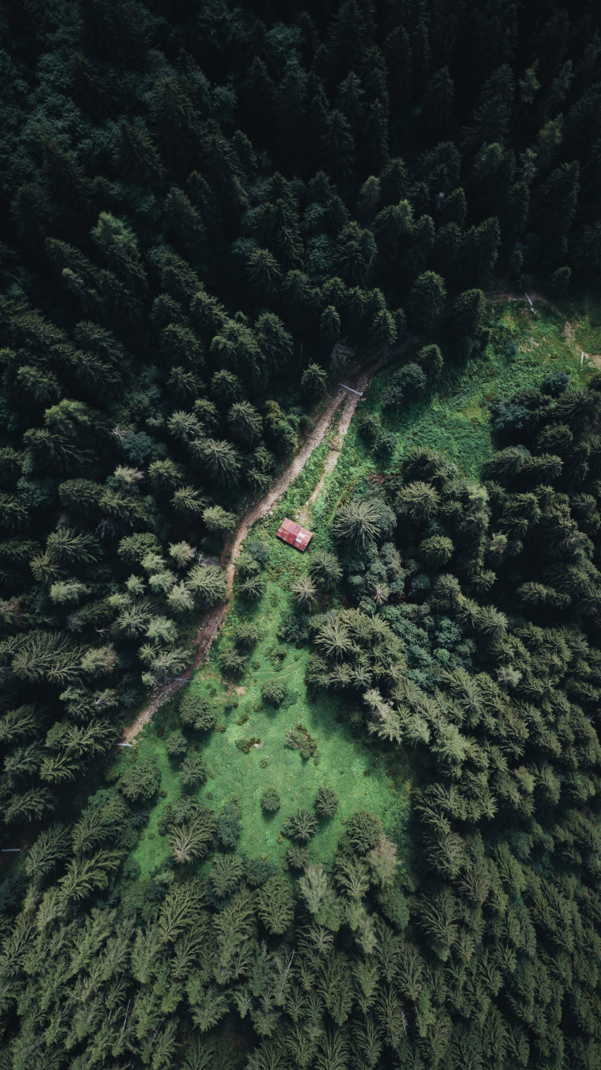 Aerial photo of lush pine forest