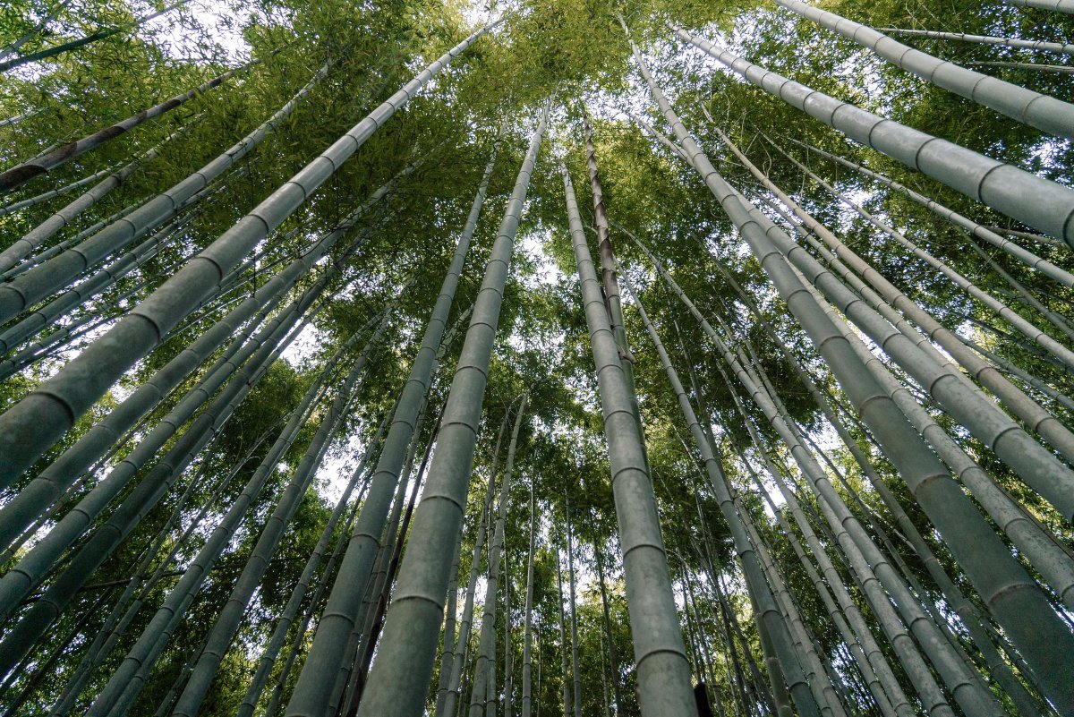 Green bamboo forest HD pictures