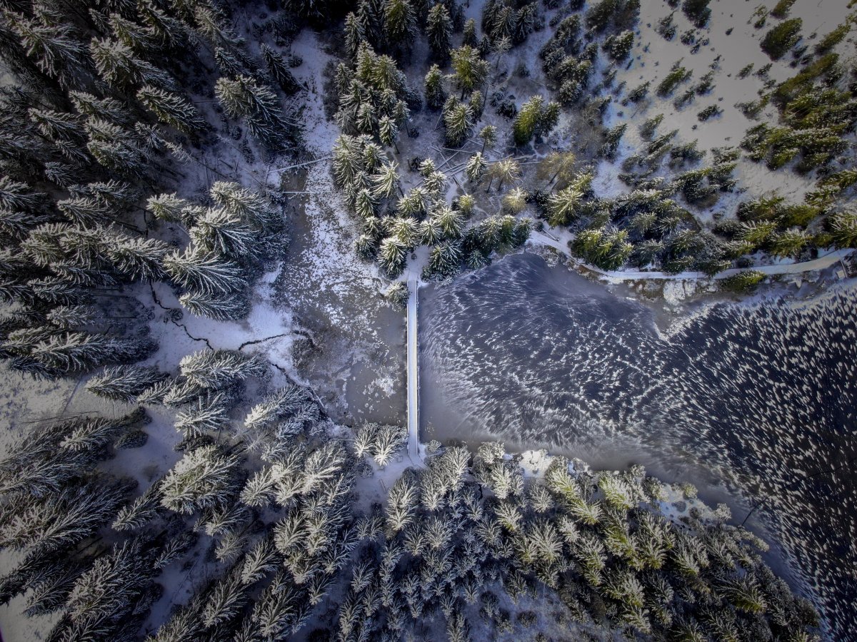 Aerial photo of pine forest scenery in winter