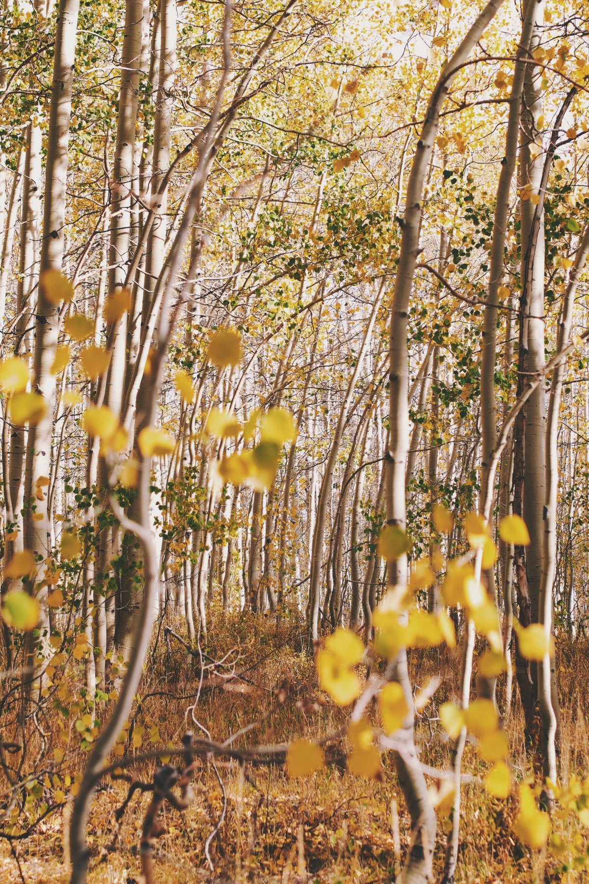 Autumn forest pictures appreciation