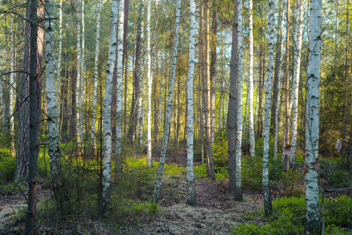 birch forest pictures