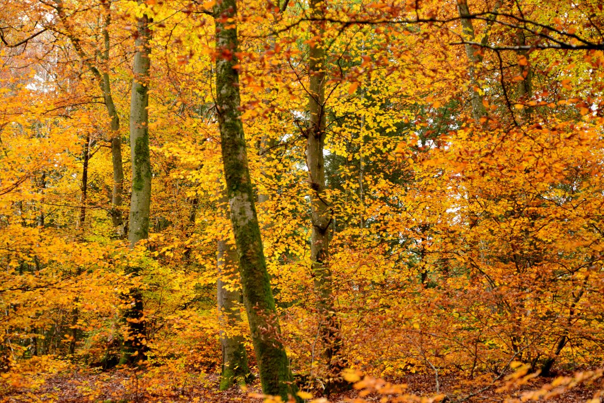Autumn golden forest trees pictures