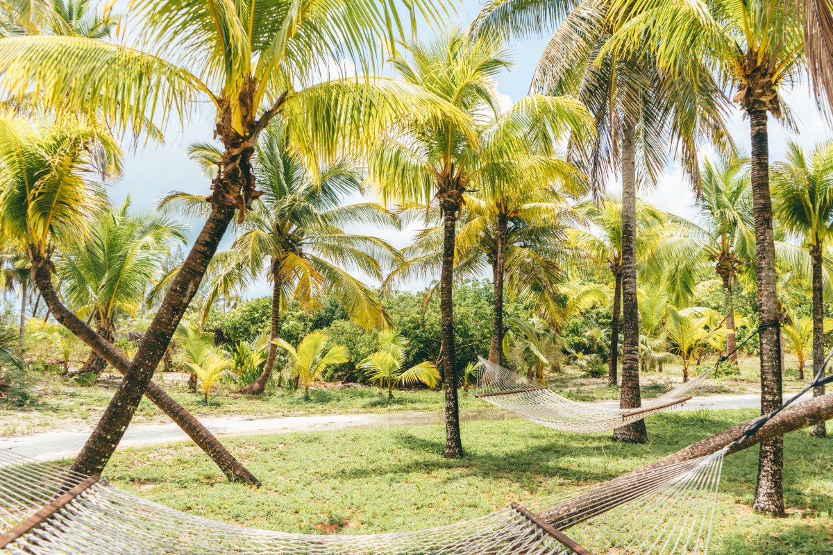 Coconut forest scenery picture