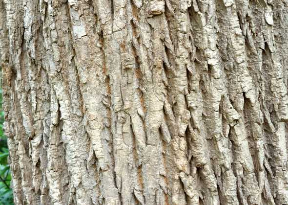 Close-up picture of tree trunk
