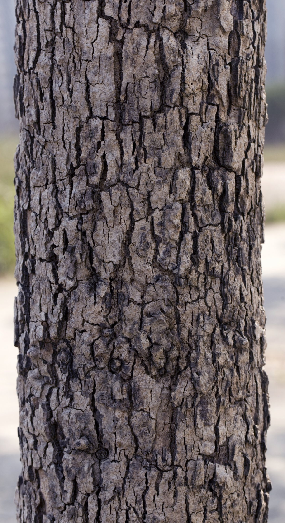 bark trunk pictures