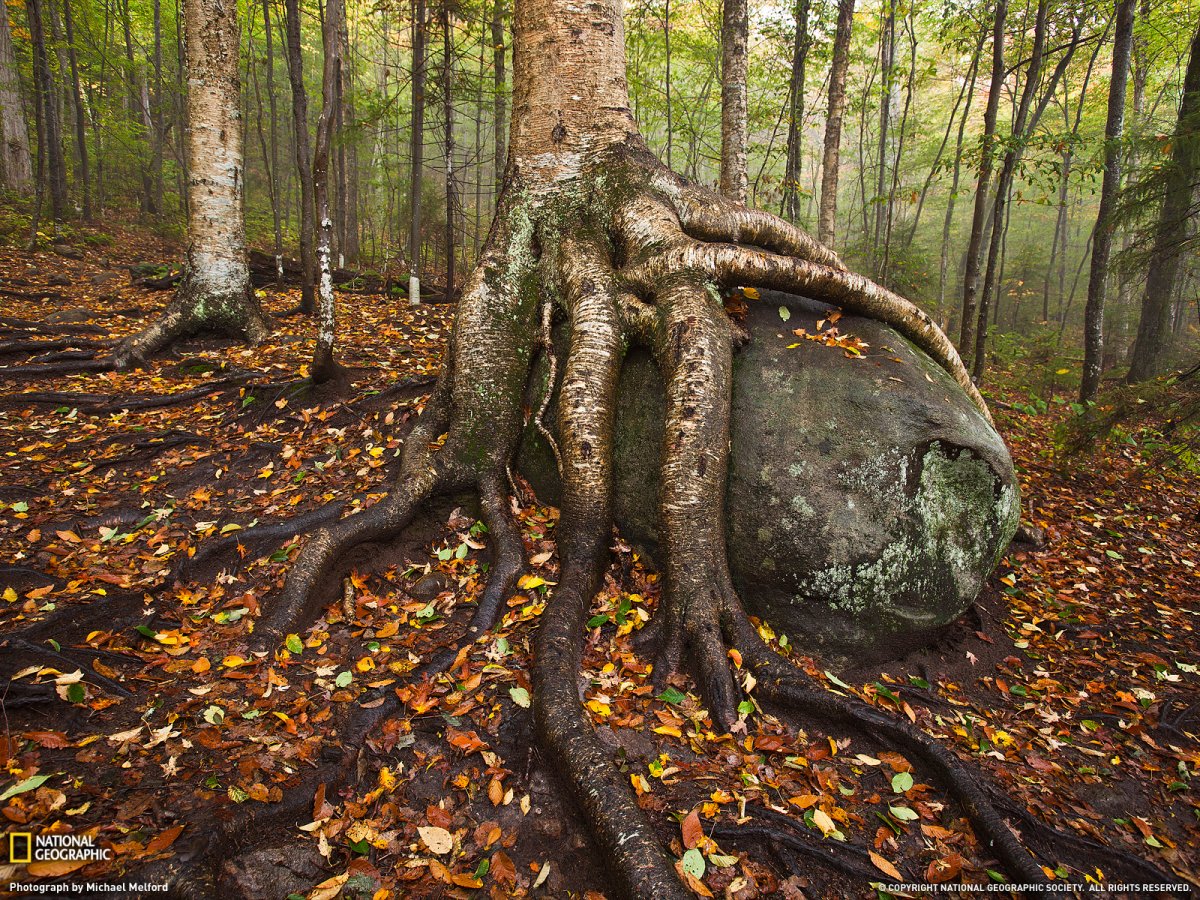 Thousand-year-old tree roots HD pictures