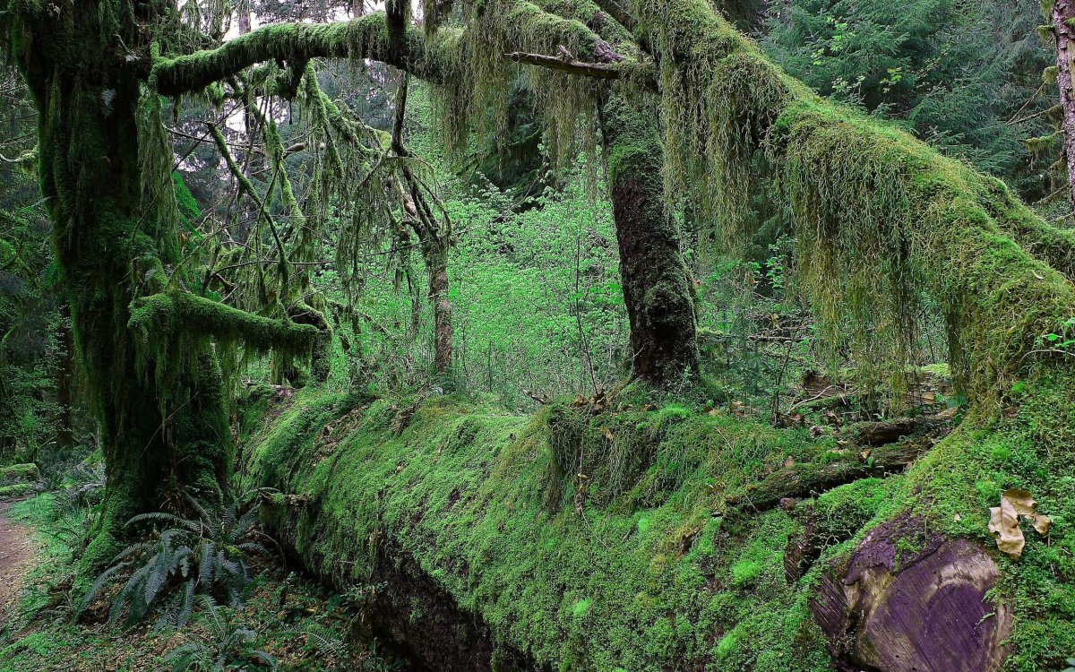 Pictures of virgin forest trees