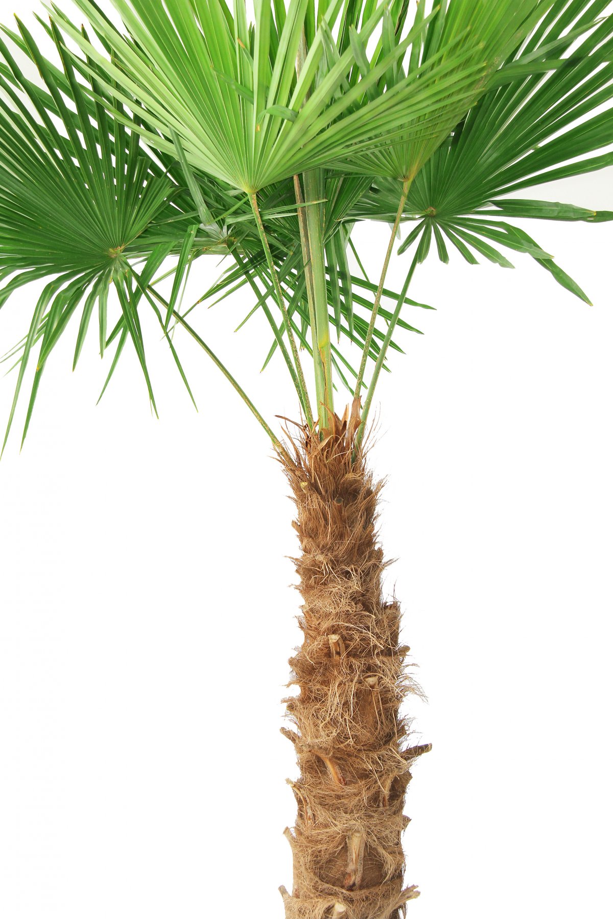 green palm tree pictures