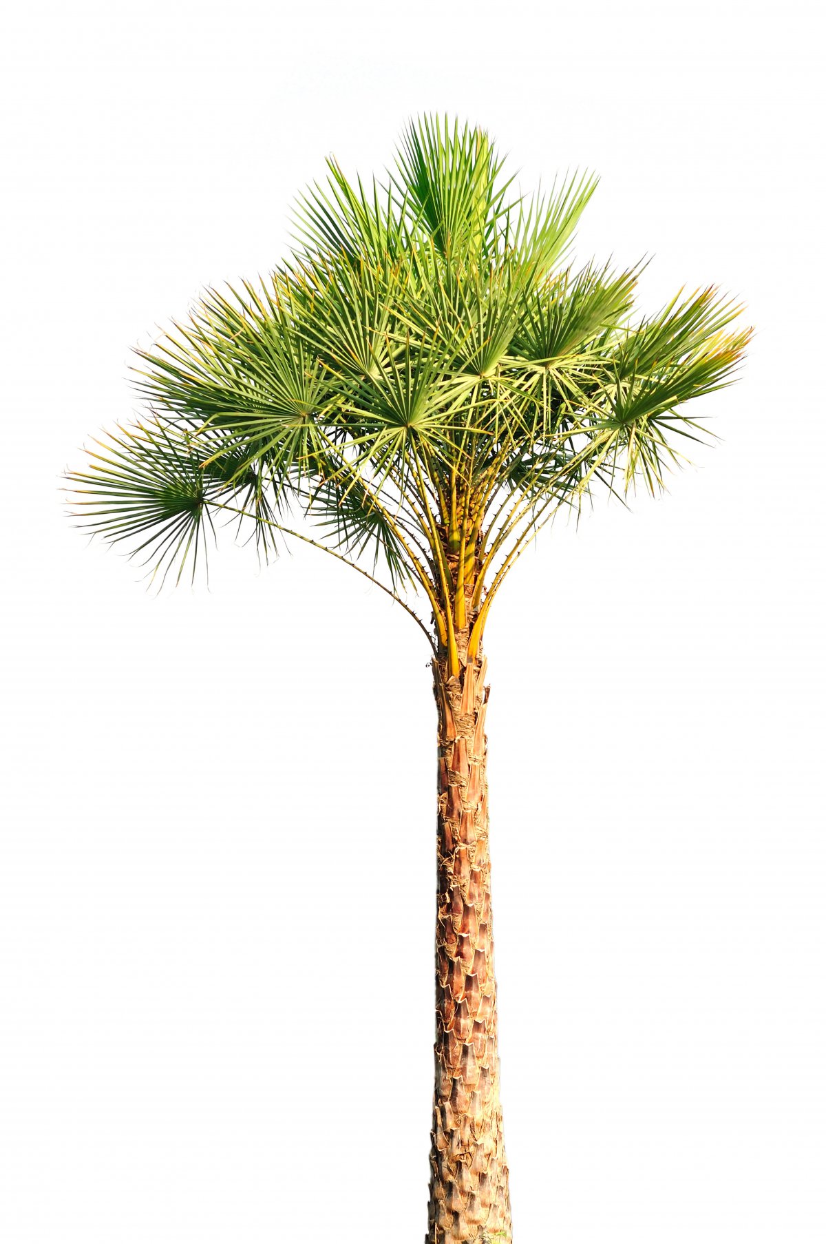 Subtropical Palm Tree Pictures