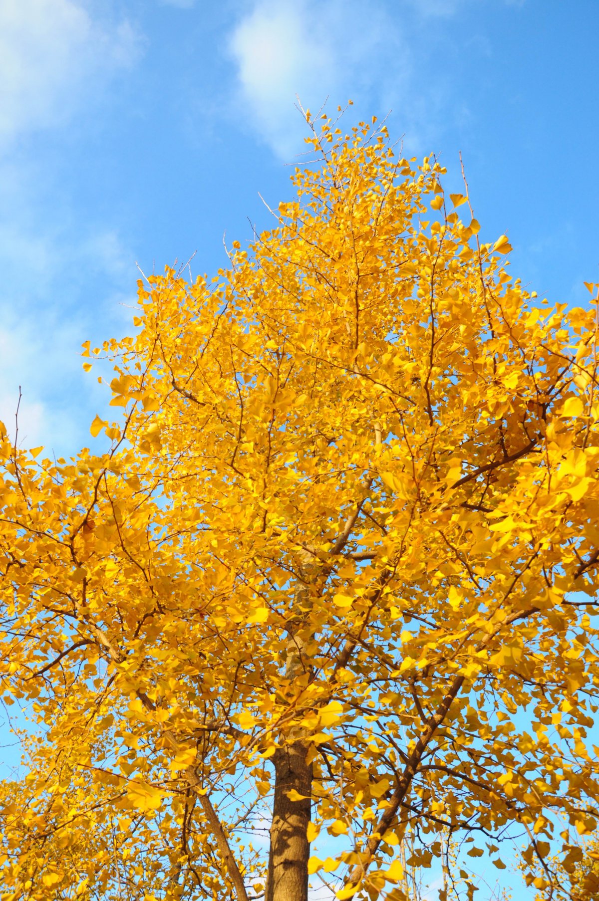 Ginkgo tree pictures